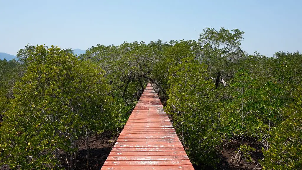 Steg durch den Mangroven Forest Koh Chang