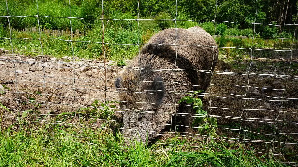 Wildschwein im Landsberger Wildpark