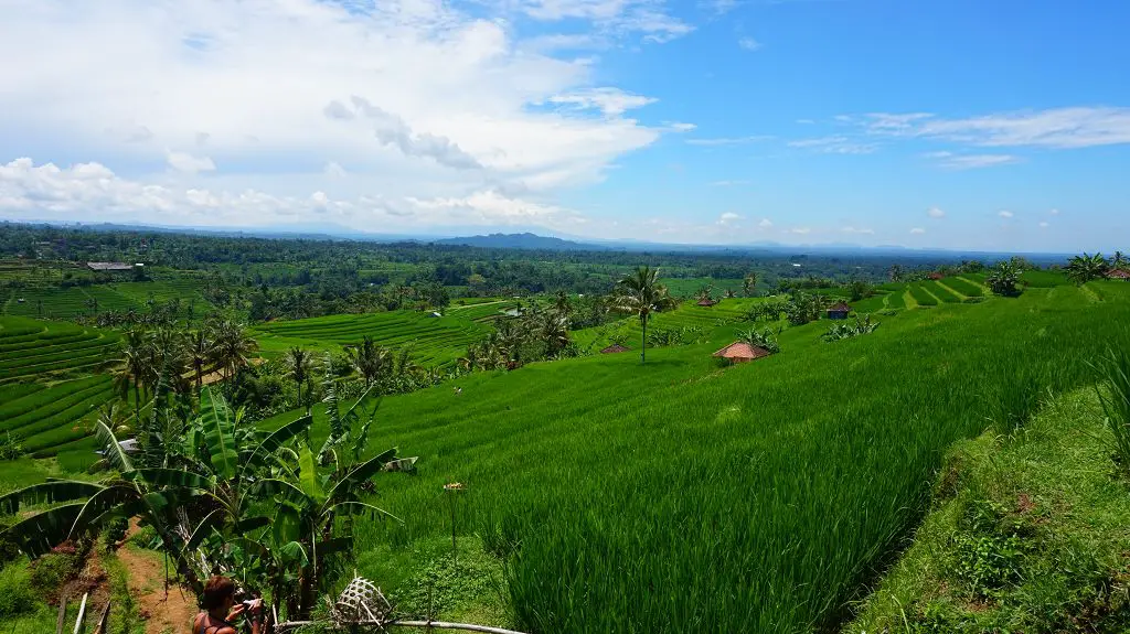 Schönste Orte Bali die Jatiluwih Reisterassen