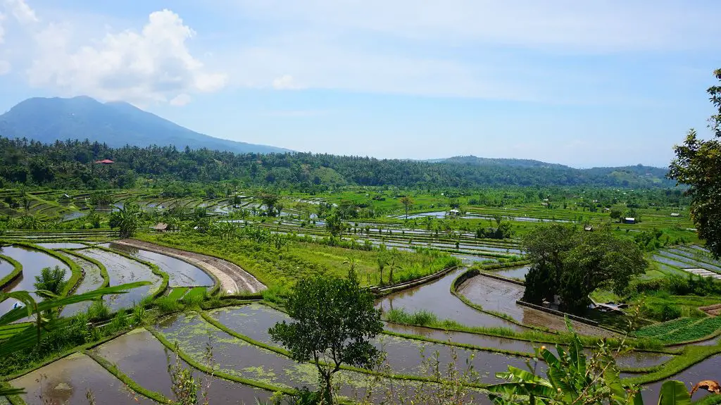 Reisfelder in Amed Bali
