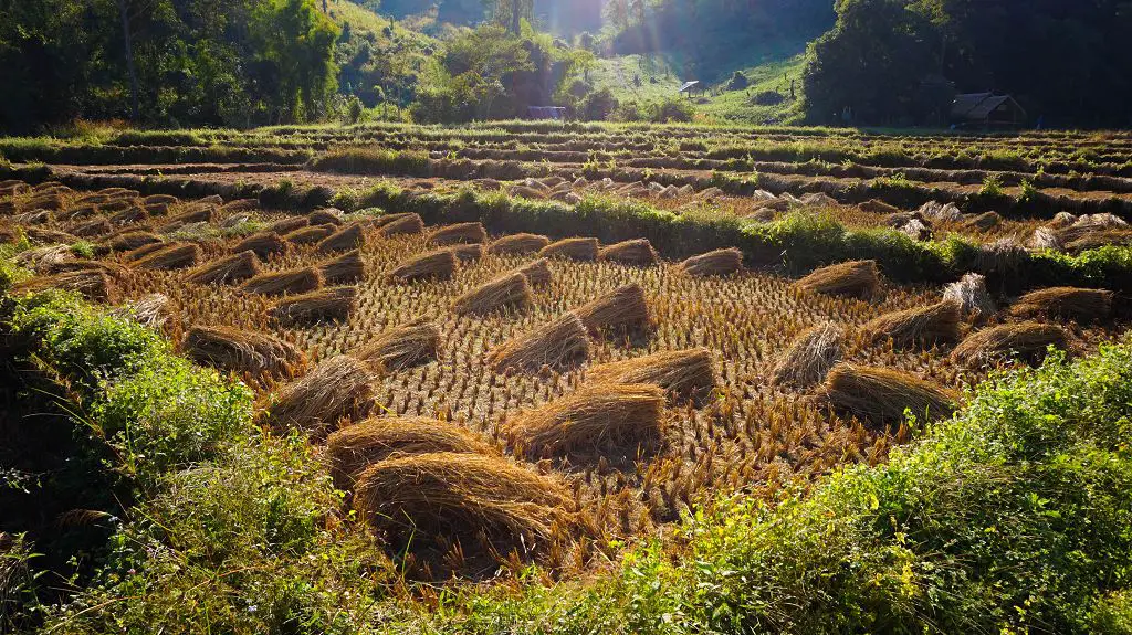 Geerntete Reisfelder