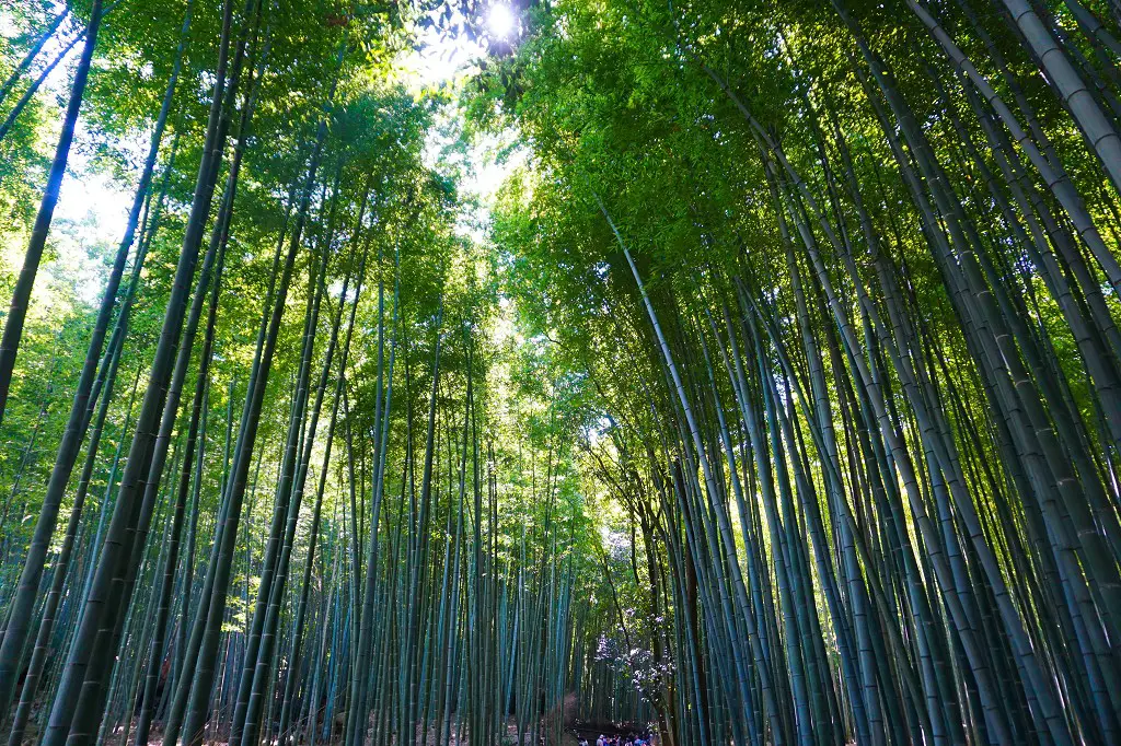 Arashiyama Bambus Wald