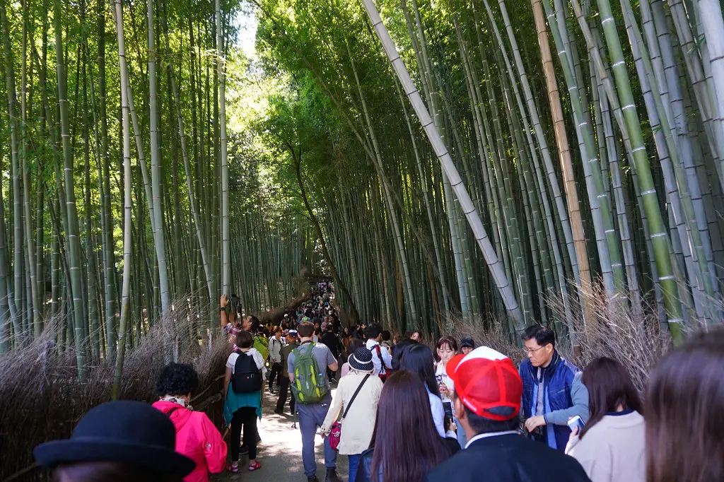 Viele Menschen im Bambus Wald