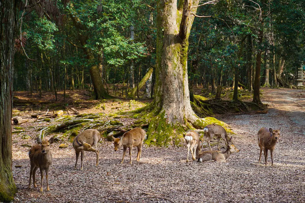 Deer Park Nara