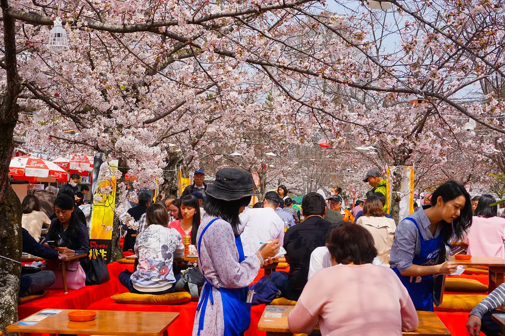 Hanami Fest im Maruyama Park Kyoto
