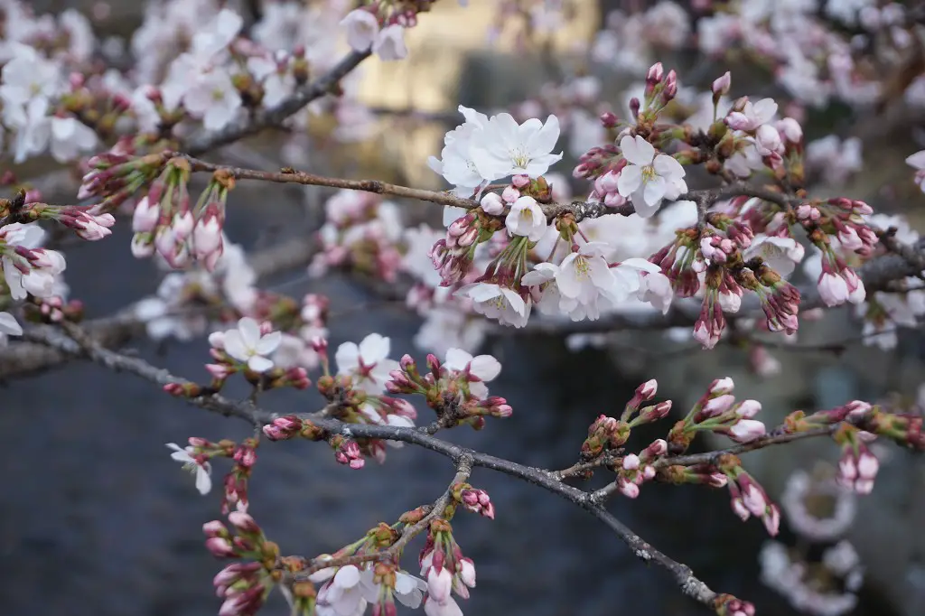 Sakura Kirschblüten