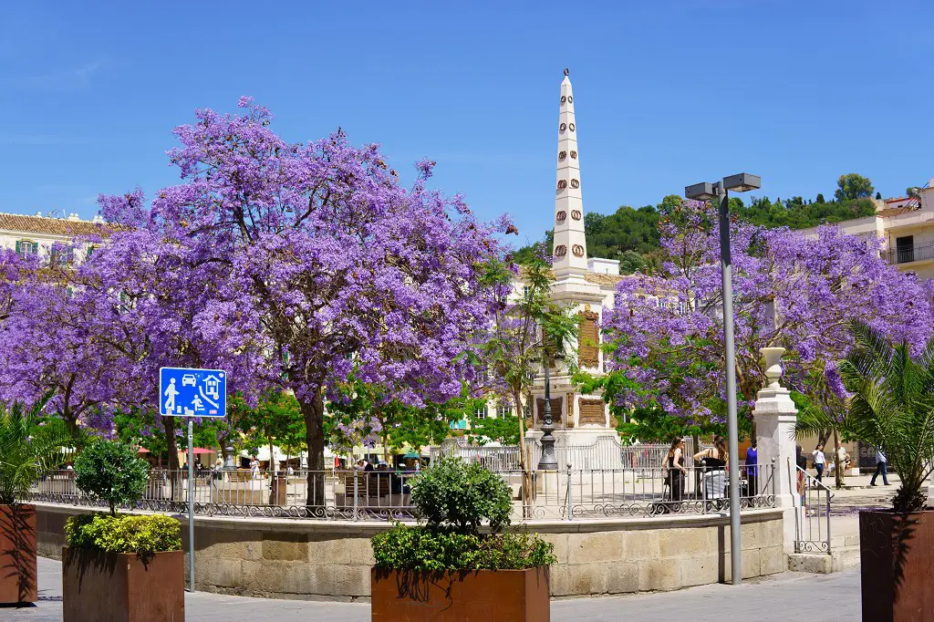 Lila Bäume auf dem Plaza de la Merced