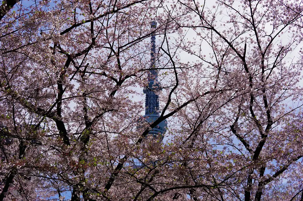 Kirschblüten und Skytree im Sumida Park