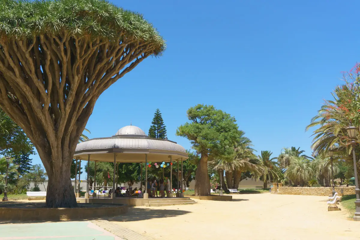 Pavillion und einzigartiger Baum im Park Genoves Cadiz