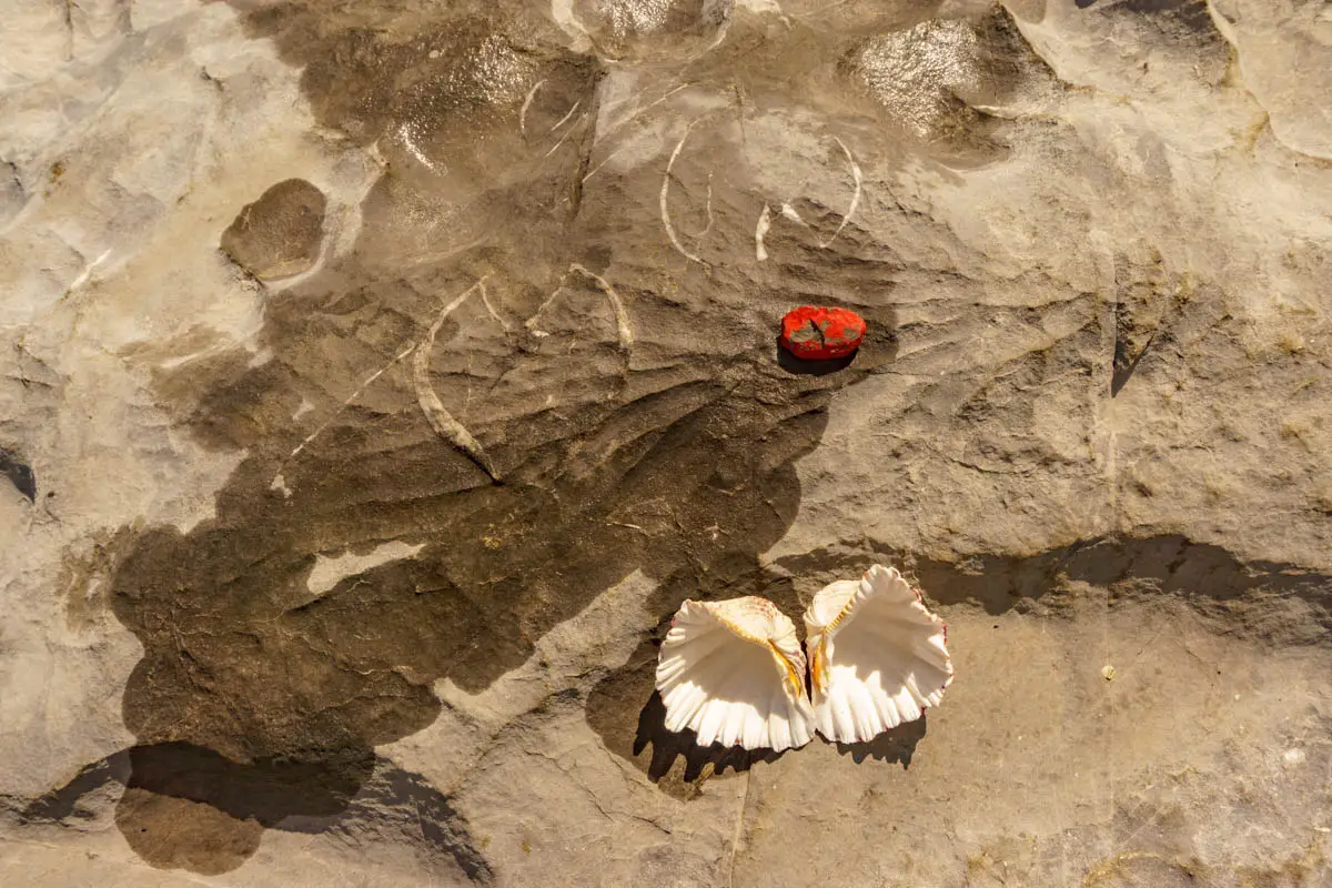 Ein Fossil und daneben ein Musterbeispiel für eine Muschel auf dem Geowanderweg Rüfikopf
