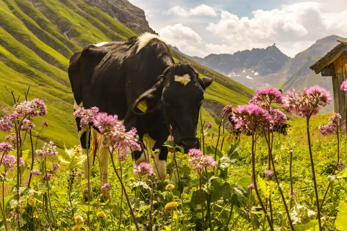 Kuh auf dem Wanderwegen in Lech Zürs Vorarlberg