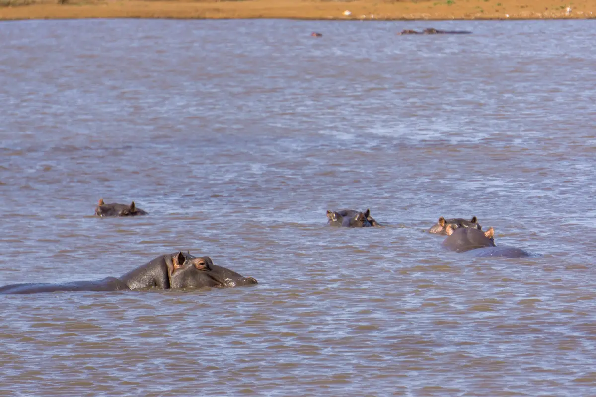 Schwimmende Hippos im See vom Krüger Nationalpark