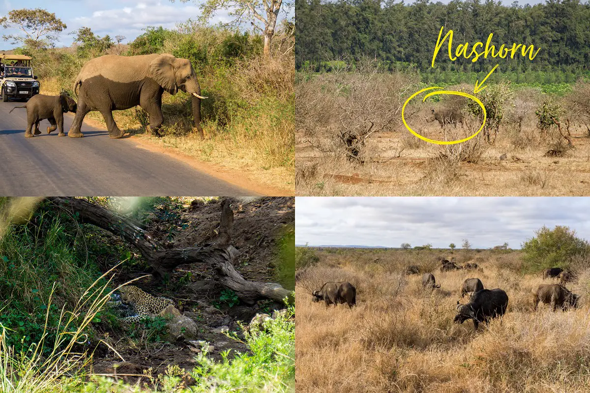 Im Krüger Nationalpark Südafrika die Big Five Tiere: Nashorn, Elefant, Leopard und Büffel