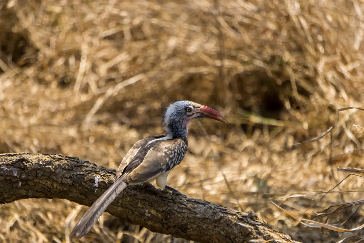 Safari Krüger Nationalpark: Kleiner Vogel auf einem Ast im Park