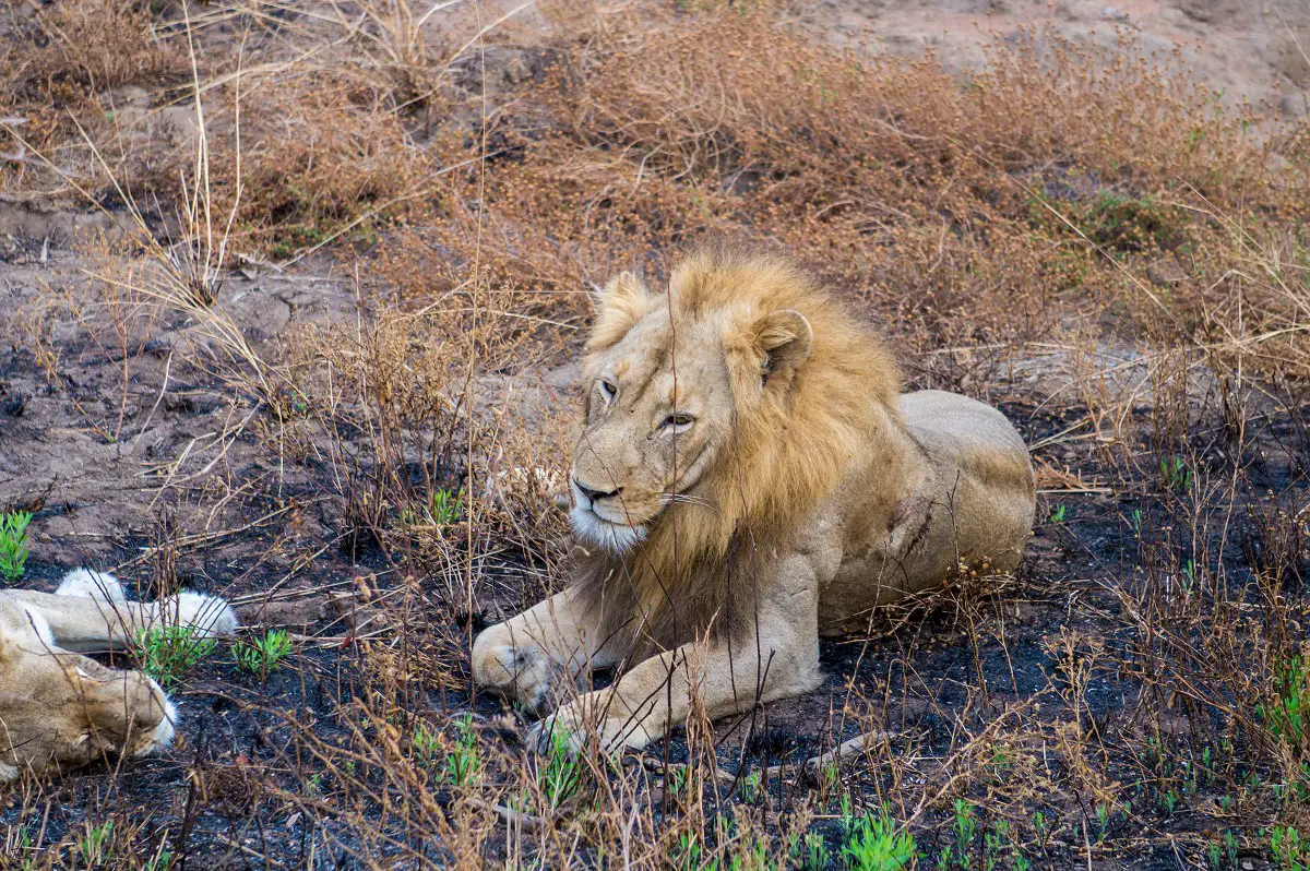 Löwe mit Frauchen direkt am Straßenrand im Krüger Nationalpark Südafrika