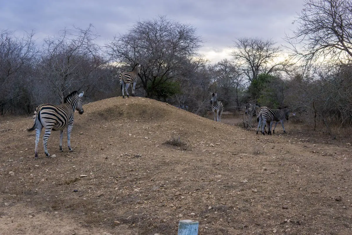 Ganz viele Zebras im Marloth Park