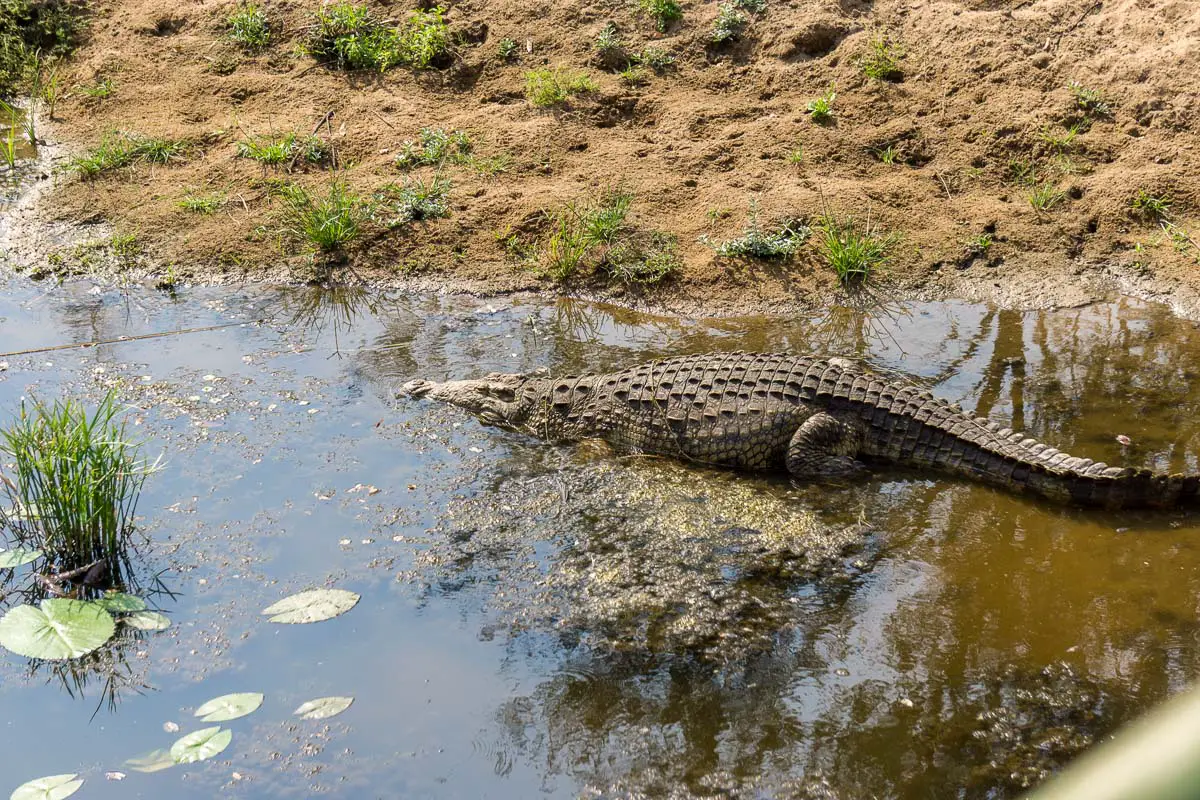 Ein Krokodil im Krüger Nationalpark Südafrika