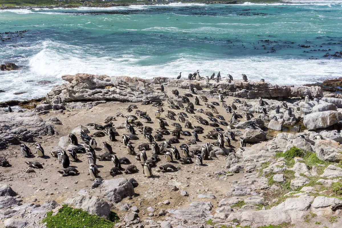 Pinguine an der Küste in Südafrika