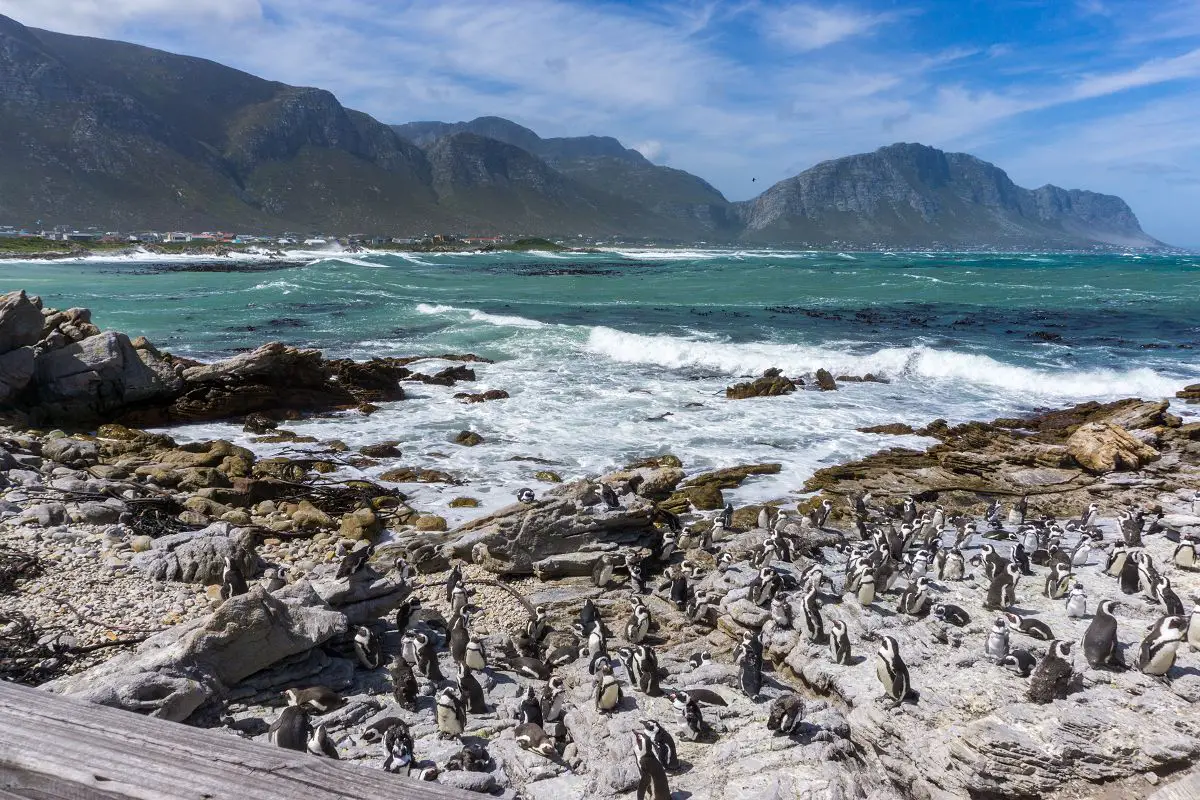 Kleine Pinguinkolone an der Betty´s Bay