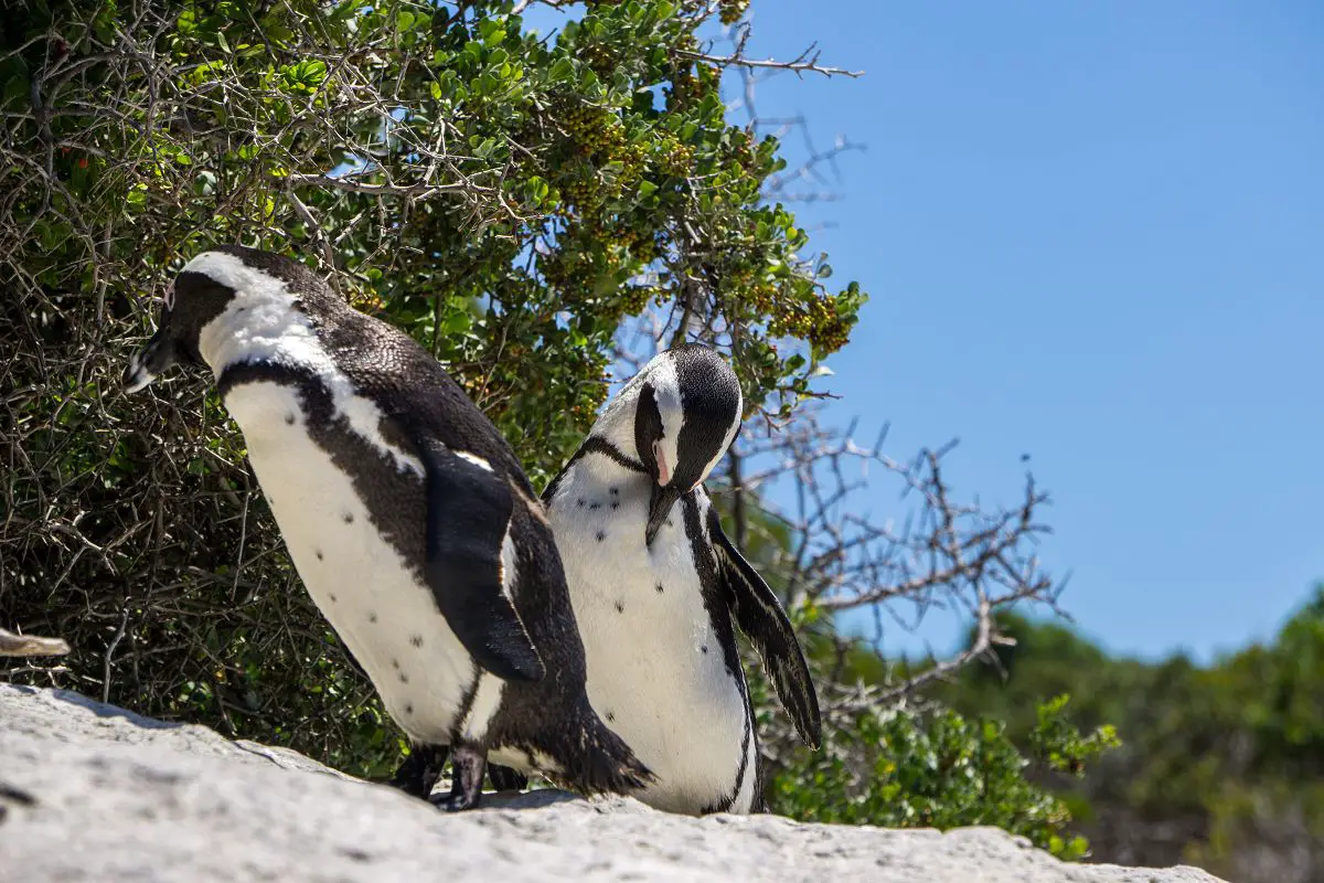 Zwei Pinguine am Boulders Beach in Kapstadt