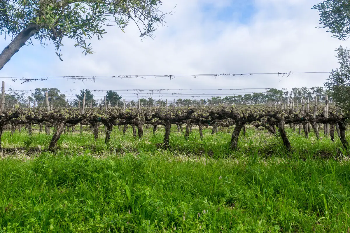 Weinreben in einem Weinbaugebiet in Stellenbosch