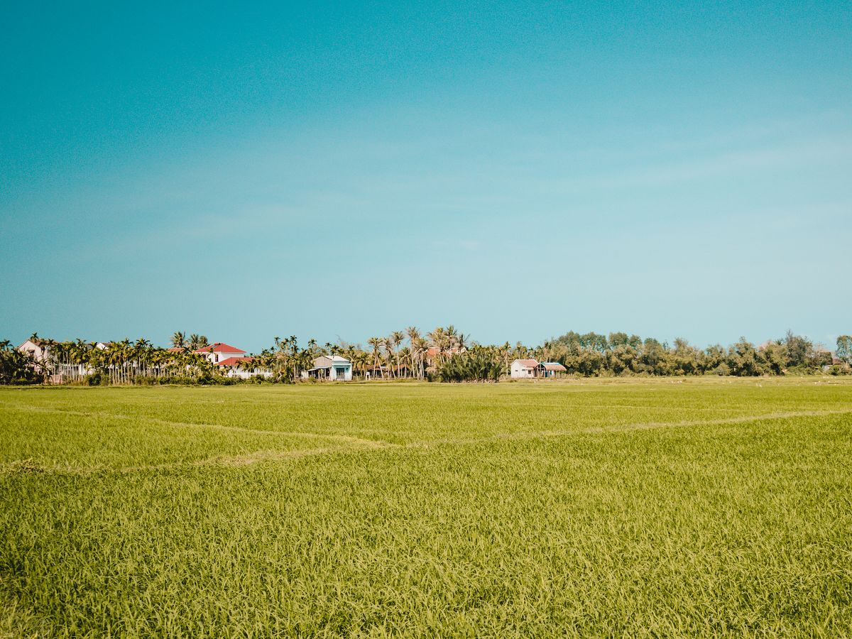 Grüne Reisfelder in der Hoi An Umgebung