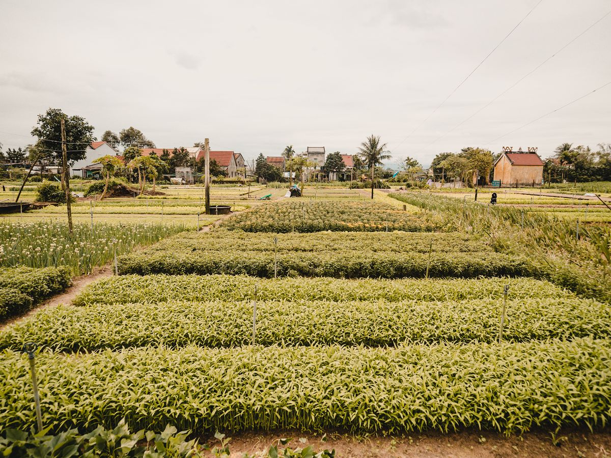 Häuser und Gemüsefelder im Tra Que Herb Village Hoi An