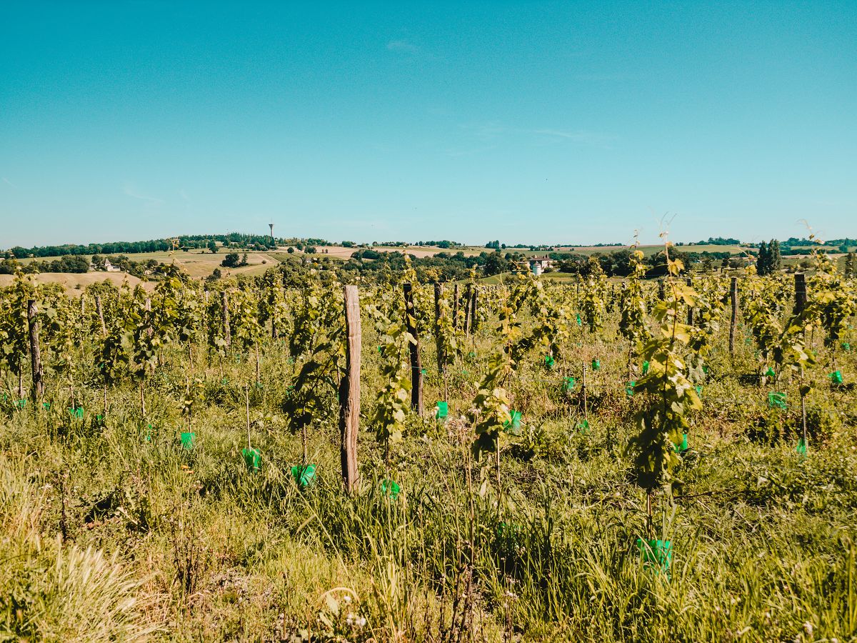 Die Weinfelder des Weinguts in Nérac