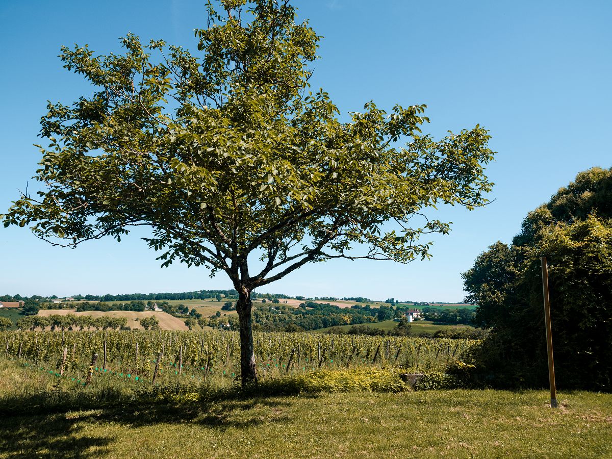 Baum mit Weinbergen in Lot-et-Garonne