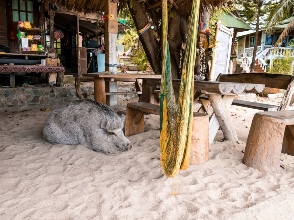 Das Strandschwein am Haad Khom Beach