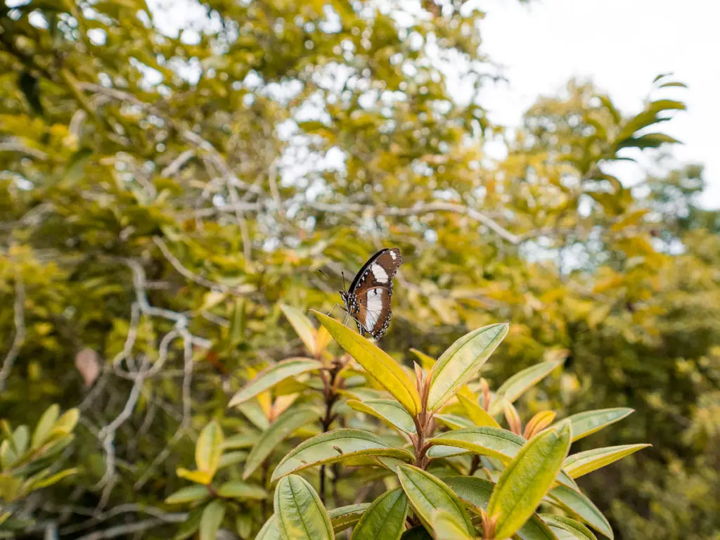 Schmetterling auf dem Khao Dinsor