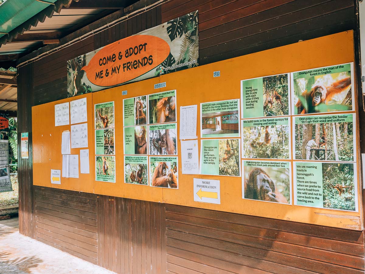 Infos zu den Orang Utans im Semenggoh Wildlife Centre