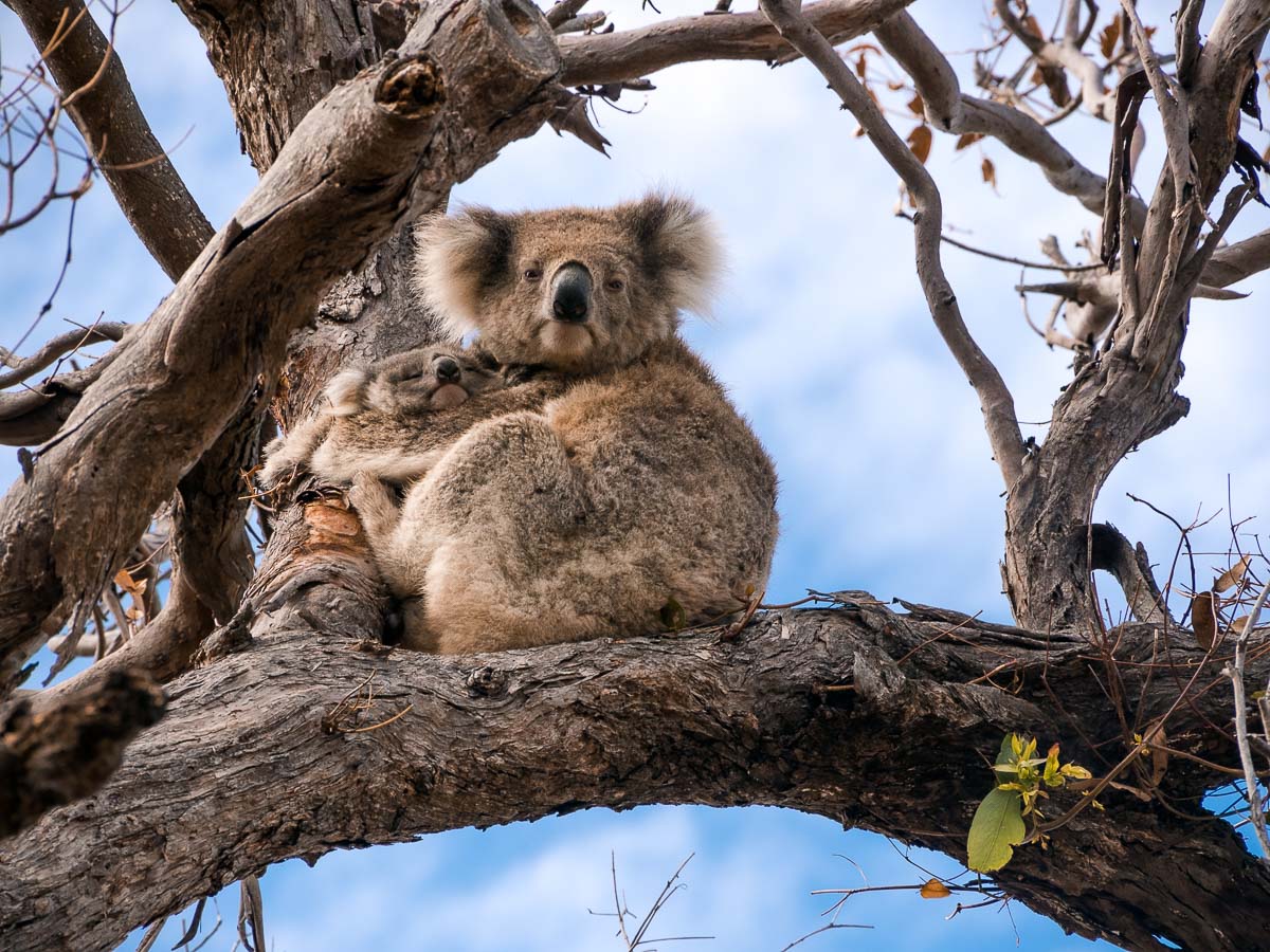 Koalas sind vom Aussterben bedroht