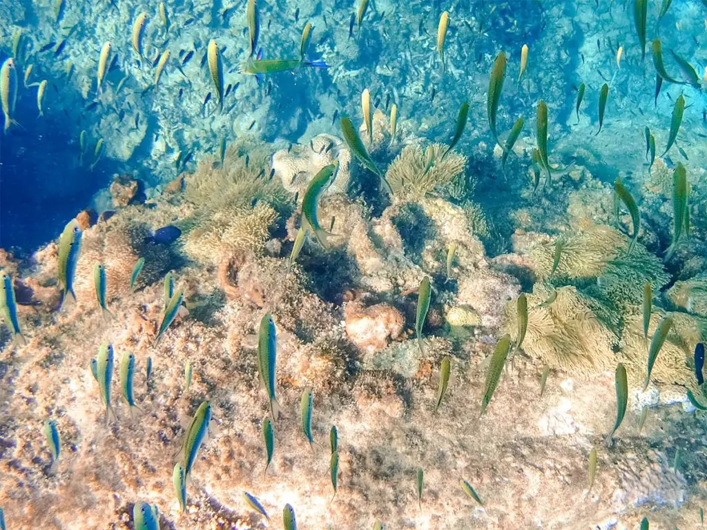 Bunte Fische und Korallen in Malaysia