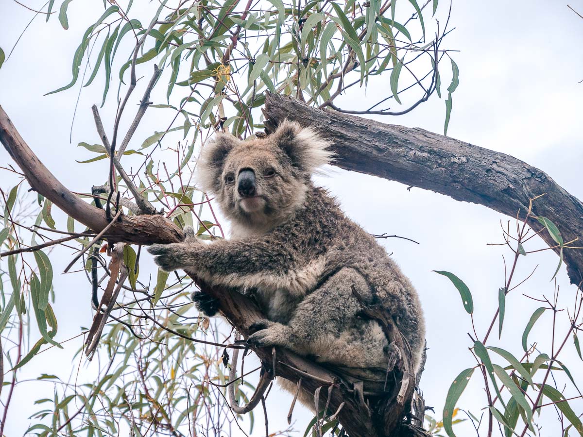 So süß: ein knuffiger Koala auf Raymond Island in Australien