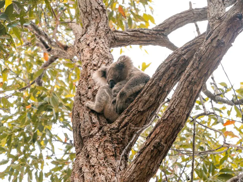 Kleiner Koala Bär im Tilligerry Habitat