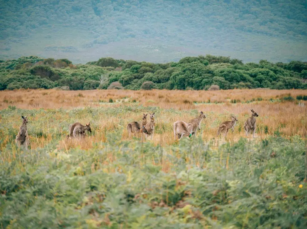 Kängurus im Wilsons Promontory Nationalpark