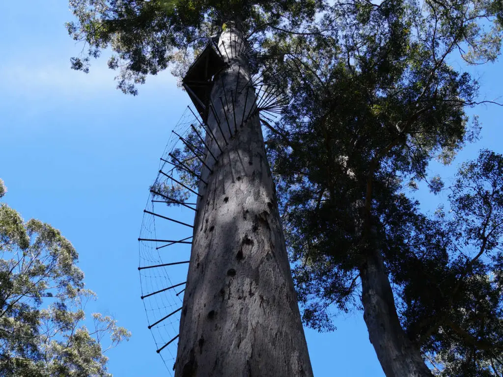 Aussichtsbaum in Western Australia