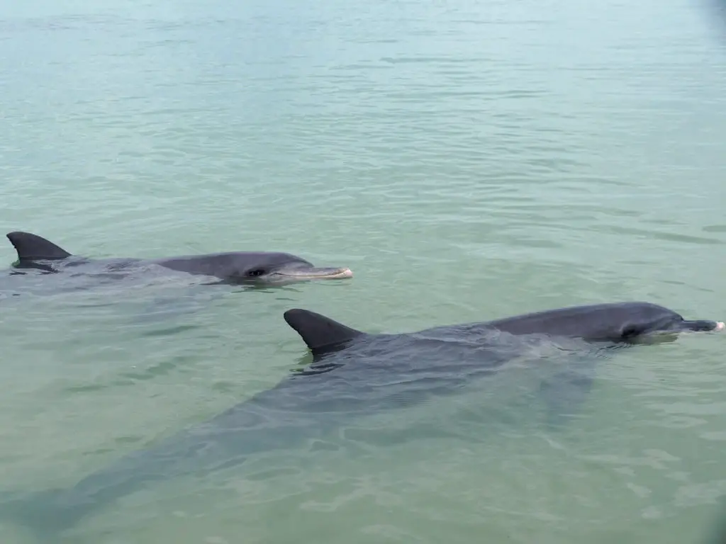 Delfine in Western Australia Highlight