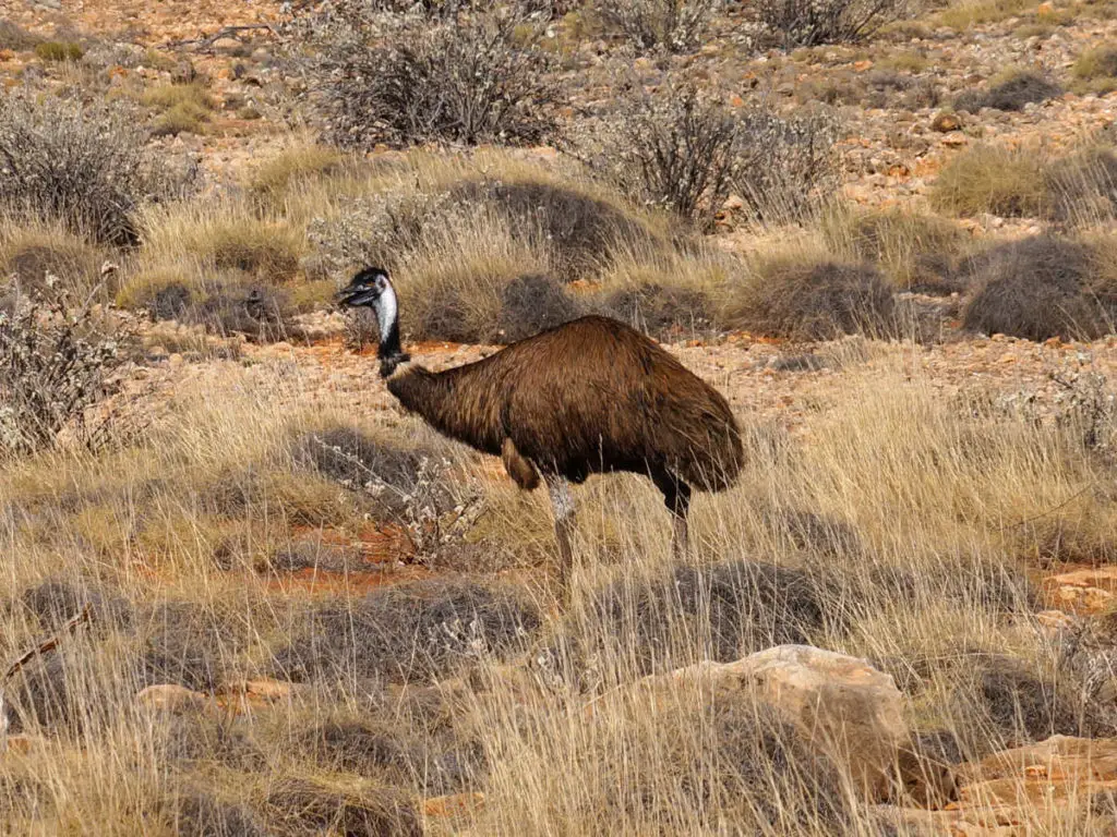 Emu im Cape Range Nationalpark