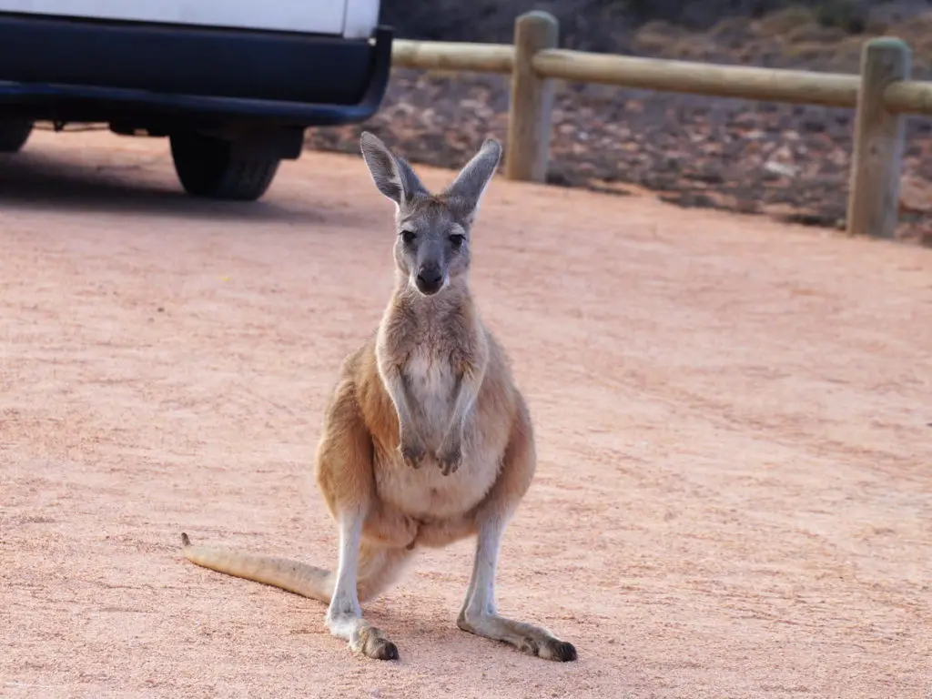 Känguru in Westaustralien