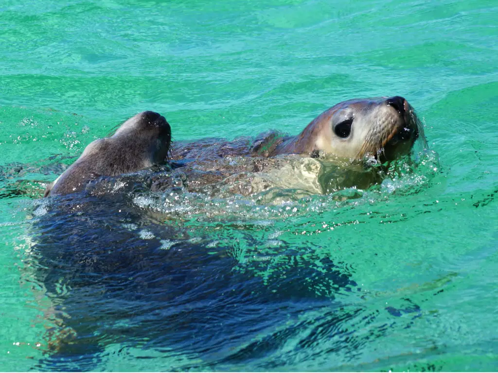 West Australia Highlight: Seelöwen in der Jurien Bay