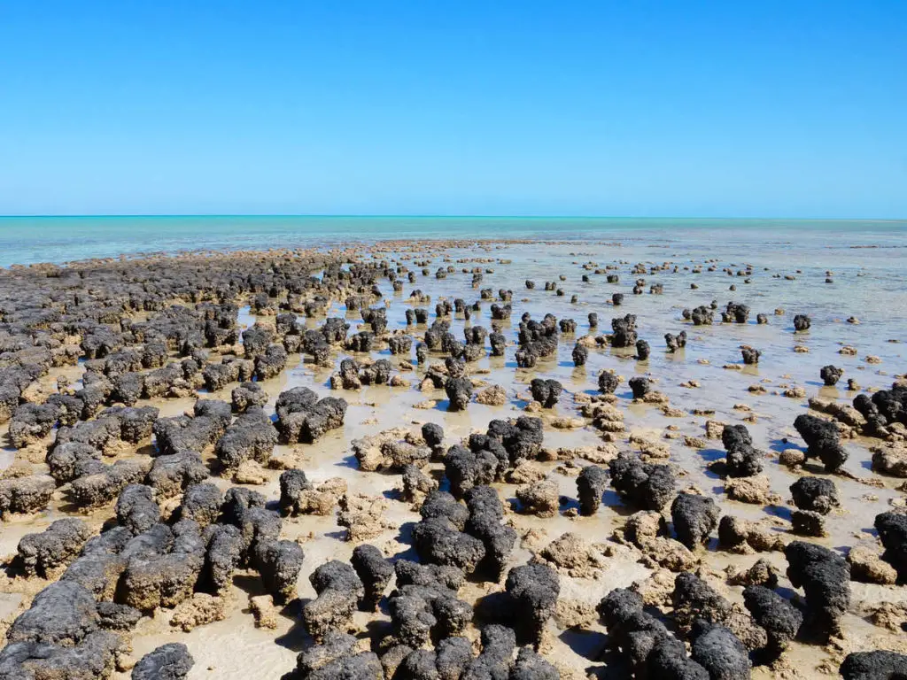 Stromatolithen in Western Australia