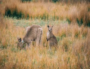 Kleines Känguru mit Mama in Australien