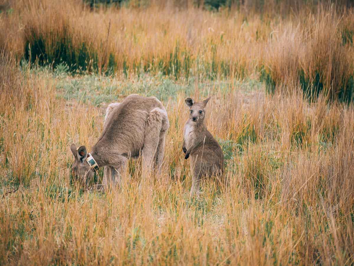 Kleines Känguru mit Mama in Australien
