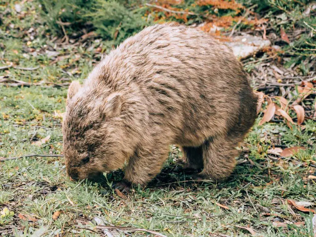 Wombat im Wilsons Promontory Nationalpark