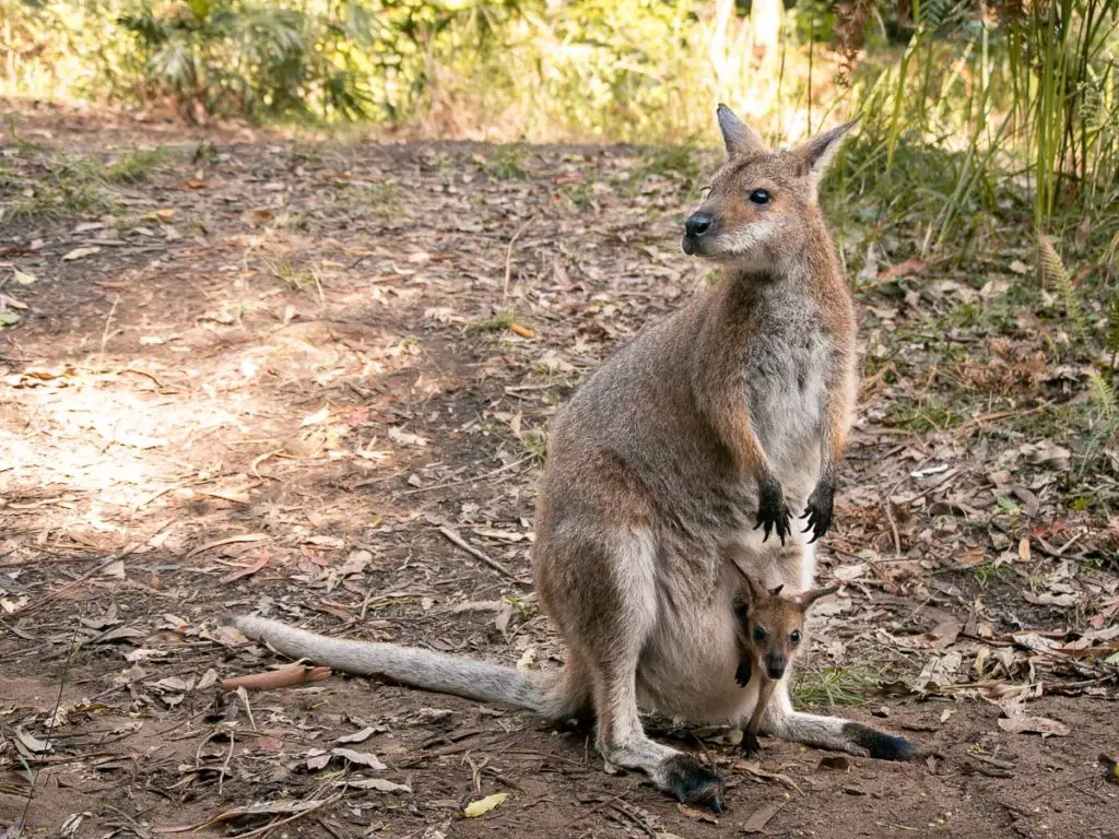 Wallaby mit einem Baby im Bauch
