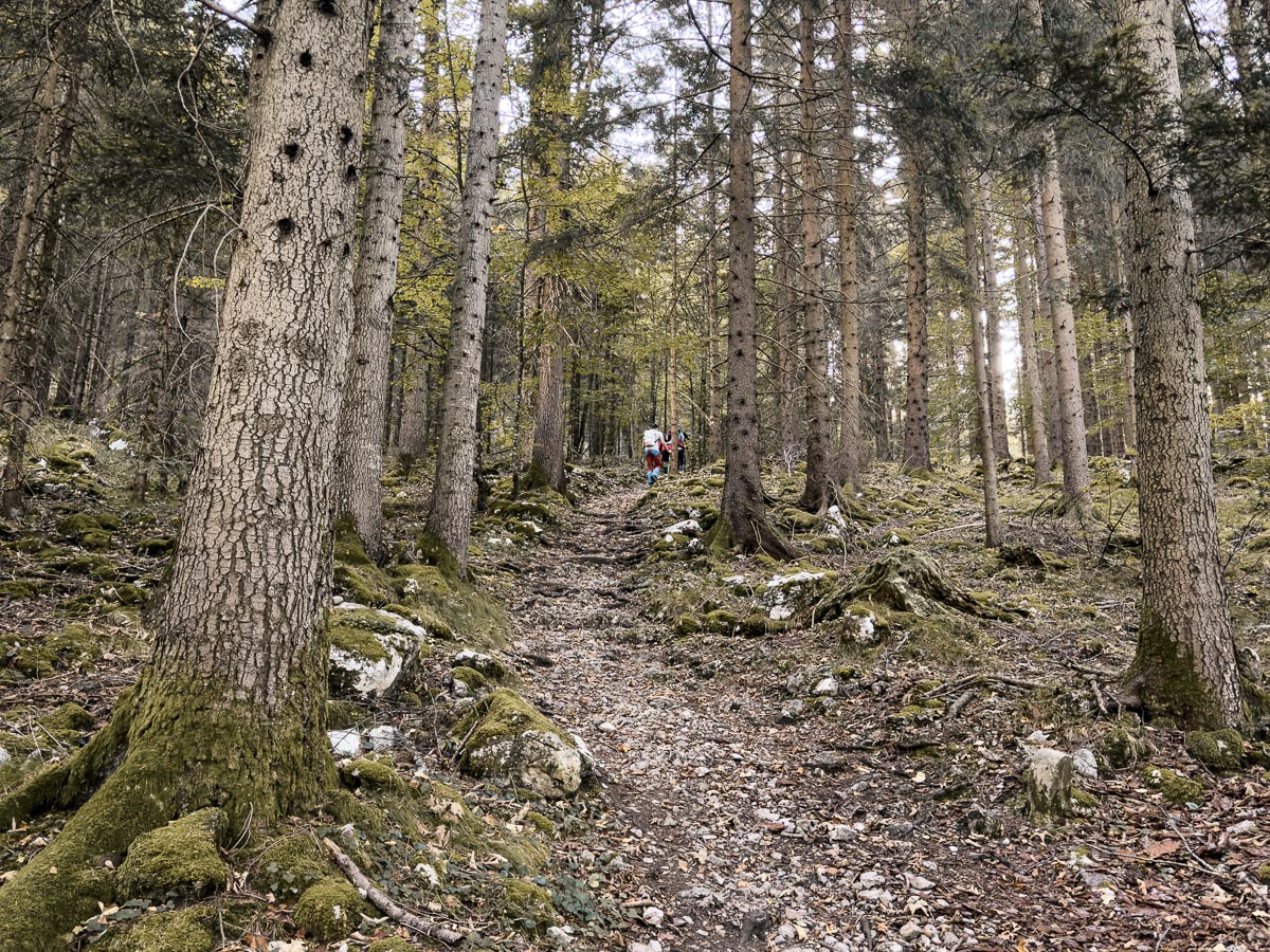Waldweg auf der Hochstaufen Wanderung