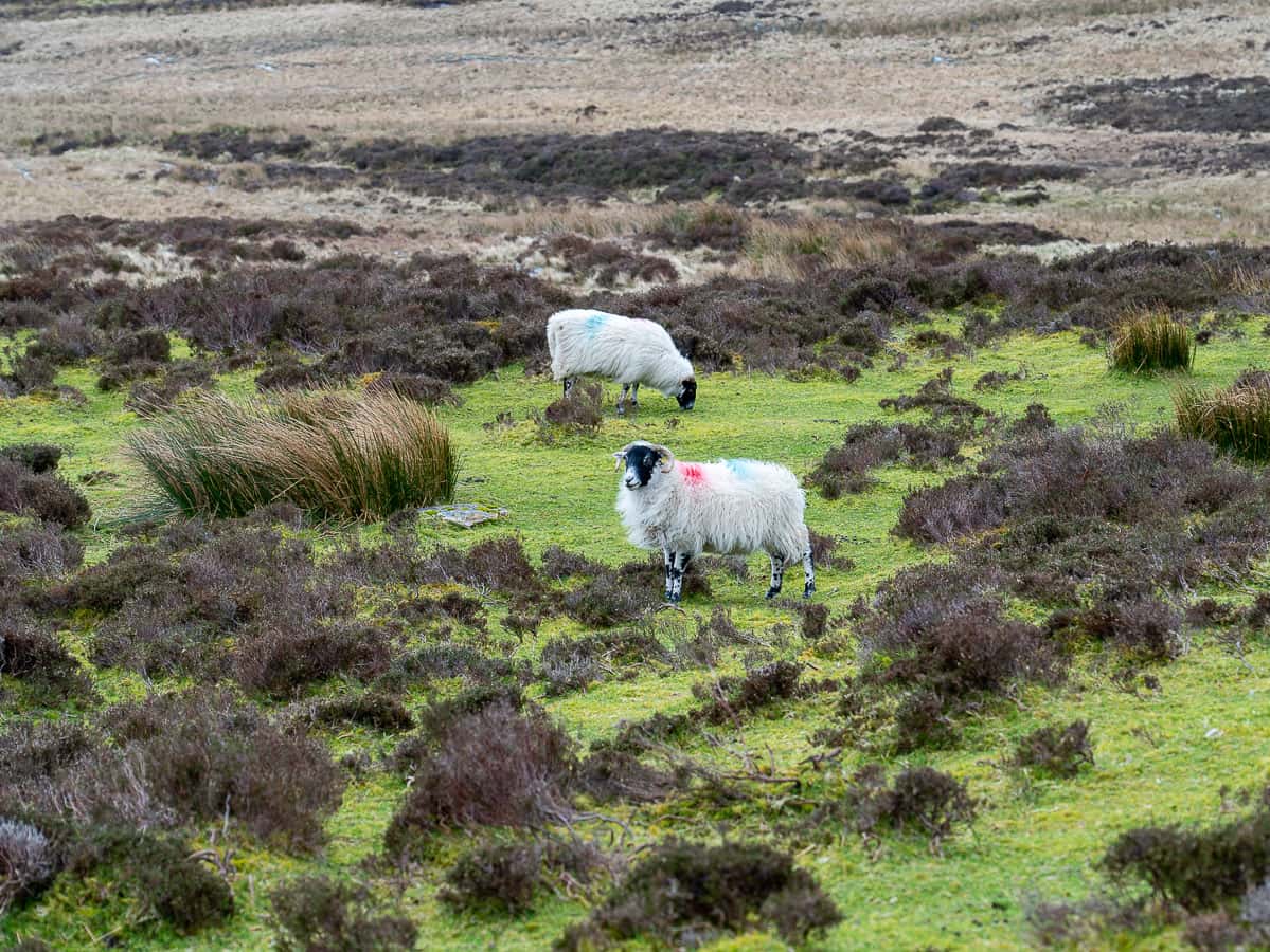 Schafe während der Wanderung in Irland beim Djouce Mountain