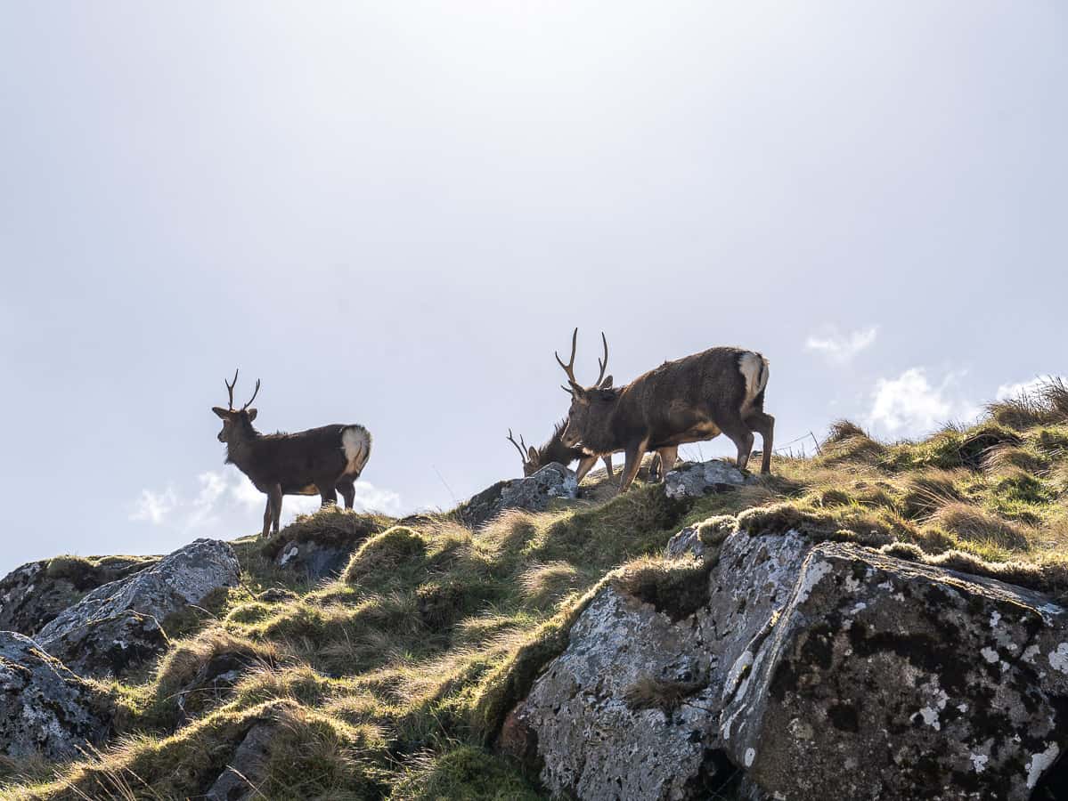 Wilde Hirsche während der Wanderung in Irland